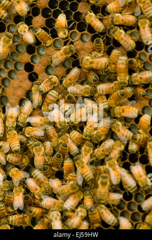 Close-up d'une trame avec un rayon de miel avec larve (zones blanches) et les abeilles. Banque D'Images