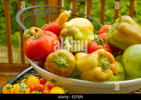 Bol de produits frais, y compris les tomates rouges, poivrons doux hybride tzigane, poires, et l'été courge Yellow-Crookneck Banque D'Images