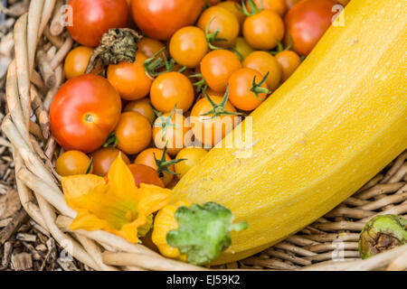 Golden zucchini ou courgettes, tomates cerise Sungold et d'autres fraîchement récolté des tomates dans le jardin Banque D'Images