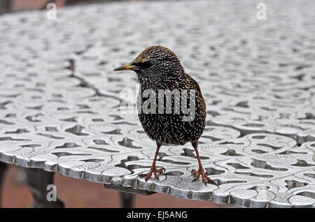 L'Étourneau sansonnet (Sturnus vulgaris) en plumage de transition sur Liberty Island, New York. Banque D'Images