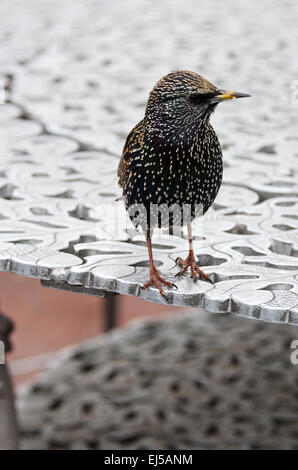 L'Étourneau sansonnet (Sturnus vulgaris) en plumage adulte non-reproduction, Liberty Island, New York. Banque D'Images