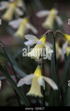 Narcissus 'W' Milner P Banque D'Images