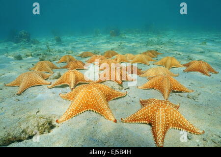 Sous la mer sur fond de sable avec un groupe d'étoiles de mer dans les Caraïbes, Panama, Amérique Centrale Banque D'Images
