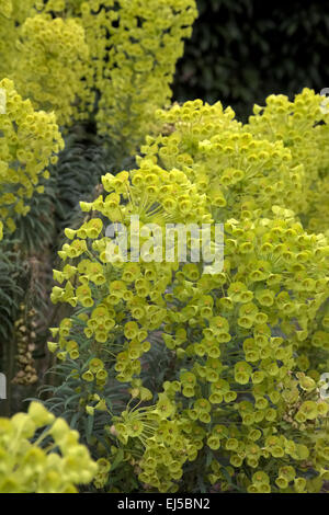 Euphorbia characias subsp. wulfenii Banque D'Images