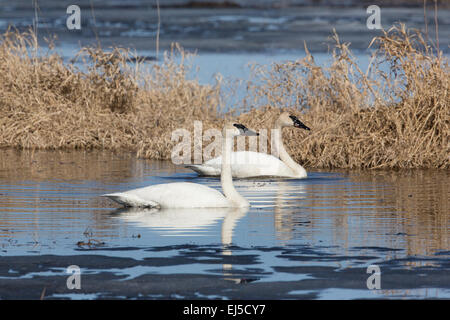 Cygne trompette Banque D'Images