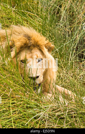 African lion mâle, Serengeti National Park, Tanzania, Africa Banque D'Images