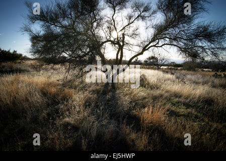 Les prairies couvrent les contreforts des montagnes de Santa Rita, désert de Sonora, - Sahuarita, Arizona, USA. Banque D'Images