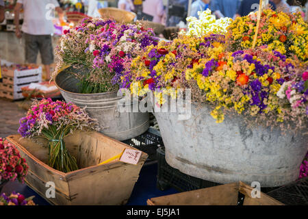 - Helipterum immortelle, immortelle, Rhodanthe, Strawflower en bouquet sur le marché français, France Banque D'Images