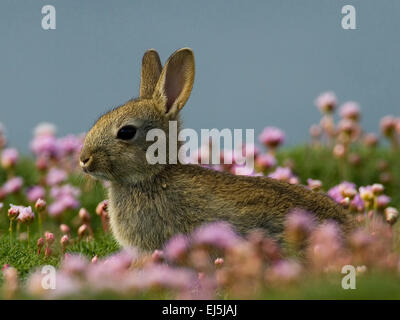 Lepus lapin assis dans curpaeums sea thrift et herbe Banque D'Images