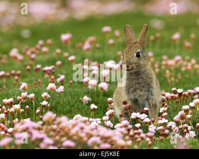 Lepus lapin assis dans curpaeums sea thrift et herbe Banque D'Images