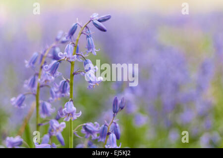 Un tapis de jacinthes des bois bluebell en anglais à la fin du printemps le temps, à l'aide d'une faible profondeur de champ pour créer un effet de rêve. Banque D'Images