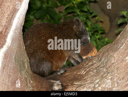 Le cubain ou Desmarest (Capromys pilorides Hutia) dans un arbre Banque D'Images