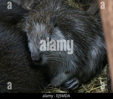 Cubain pour mineurs ou Desmarest's (Capromys pilorides Hutia) avec parent Banque D'Images