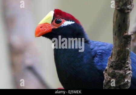 Touraco violet de l'Afrique de l'Ouest (Musophaga violacea) Banque D'Images