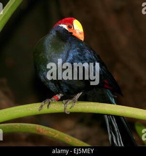 Touraco violet de l'Afrique de l'Ouest (Musophaga violacea) Banque D'Images