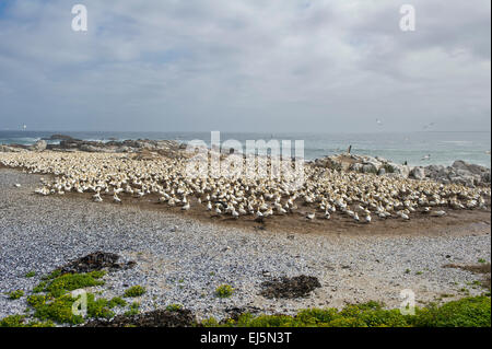 Colonie de fou de bassan du cap, Sula capensis, Bird island, Lambert's Bay, Afrique du Sud Banque D'Images