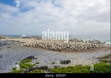 Colonie de fou de bassan du cap, Sula capensis, Bird island, Lambert's Bay, Afrique du Sud Banque D'Images