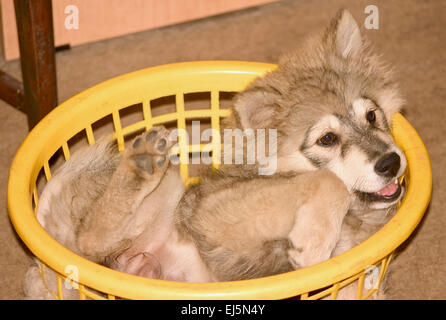 Finnish Lapphund chiot couché à l'envers dans le panier de lavage Banque D'Images