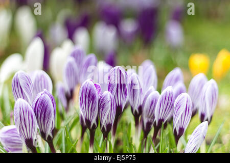 Un tapis de crocus fleurs dans un bois au printemps, à l'aide d'une faible profondeur de champ pour créer un effet de rêve. Banque D'Images