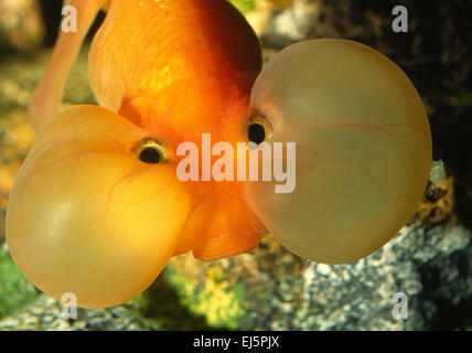 Bubble Eye Goldfish, Carassius auratus, Ciprinidae Banque D'Images