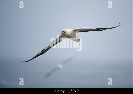 Fou de Bassan du cap en vol, Sula capensis, Bird island, Lambert's Bay, Afrique du Sud Banque D'Images