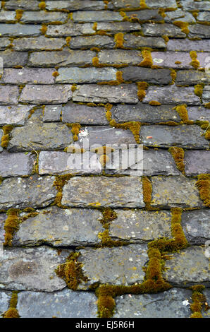 Quelques vieilles tuiles en ardoise avec Moss (Shallow DOF) Banque D'Images