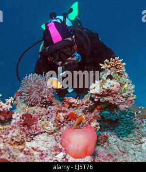 Grande anémone pourpre avec des poissons clown et Asian Man - Scuba Diver, Maldives Banque D'Images