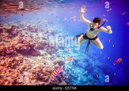 Snorkeler diving le long de la barrière de cerveau. Maldives - Ocean coral reef. Avertissement - photographier sous l'authentique dans des cond Banque D'Images