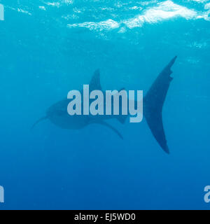 Requin-baleine (Rhincodon typus), Maldives Banque D'Images