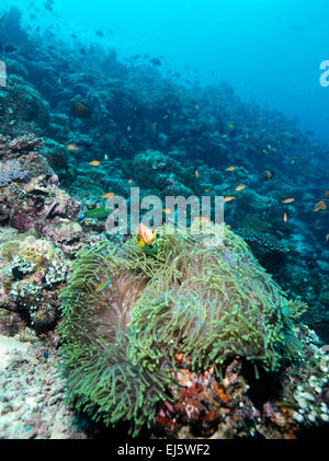 Sériole poissons clowns (Amphiprion clarkii) avec l'anémone de mer, Maldives Banque D'Images