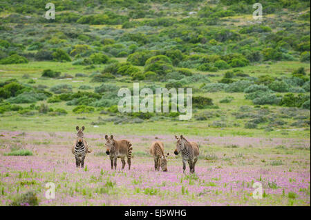 Zèbre de montagne du cap entre les fleurs de printemps, Equus zebra zebra, West Coast National Park, Afrique du Sud Banque D'Images