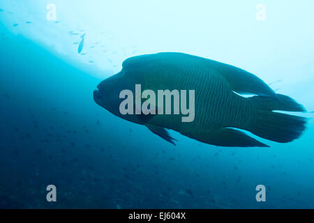 Poisson Napoléon dans l'Ocean Blue, Maldives Banque D'Images