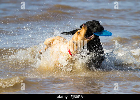 Les chiens jouant dans l'eau à la plage d'Ainsdale, Southport, Royaume-Uni. 22 mars, 2015. Météo britannique. Journée ensoleillée à marée haute et que les visiteurs de la plage Profitez d'une gamme d'activités. "Partage" Deux labradors animaux bénéficiant d'une station splash tout en récupérant un Frisbee Toy à partir de la mer. Banque D'Images