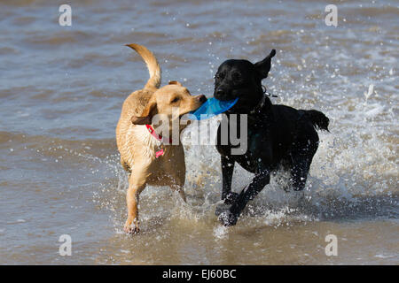 Les chiens jouant dans l'eau à la plage d'Ainsdale, Southport, Royaume-Uni. 22 mars, 2015. Météo britannique. Journée ensoleillée à marée haute et que les visiteurs de la plage Profitez d'une gamme d'activités. "Partage" Deux labradors animaux bénéficiant d'une station splash tout en récupérant un Frisbee Toy à partir de la mer. Banque D'Images