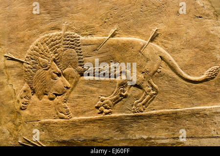 Détail de l'Assyrien de secours sculpté un Lion Royal Hunt. Datant de c645-635 BC. À l'origine dans la salle C de l'Palace, Ninive Banque D'Images