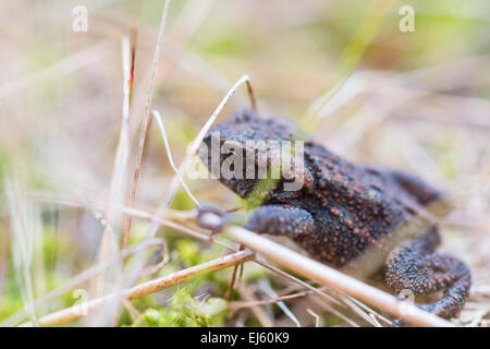 Crapaud commun entre les brins d'herbe Banque D'Images