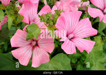 Petit groupe de magnifiques fleurs roses (Petunia) Banque D'Images