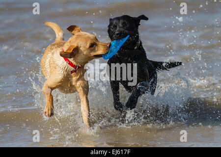 Les chiens jouant dans l'eau à la plage d'Ainsdale, Southport, Royaume-Uni. 22 mars, 2015. Météo britannique. Journée ensoleillée à marée haute et que les visiteurs de la plage Profitez d'une gamme d'activités. "Partage" Deux labradors animaux ; chien bénéficiant d'une station splash tout en récupérant un Frisbee Toy à partir de la mer. Banque D'Images