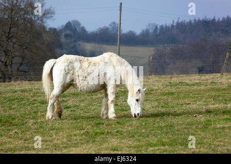 Un poney paissant dans la campagne de l'Oxfordshire, Angleterre Banque D'Images