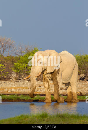 Un éléphant à un étang dans le parc national d'Etosha, Namibie. Banque D'Images