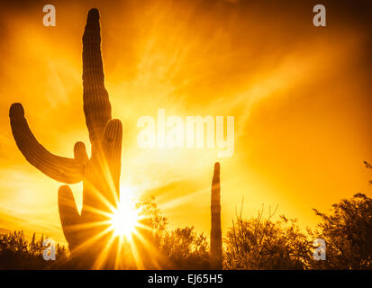 Fond coucher de soleil du désert, Phoenix, Az Banque D'Images