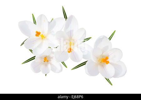 Fleur de printemps blanc de sunlit crocus fleurs tendres avec des feuilles isolées vue supérieure Banque D'Images