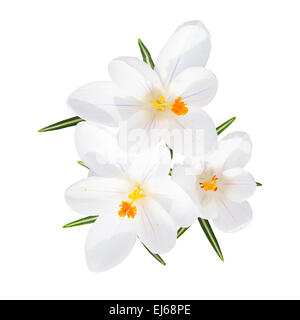 Fleurs de Printemps crocus fragile soleil blanc avec fleurs leafs top view isolated Banque D'Images