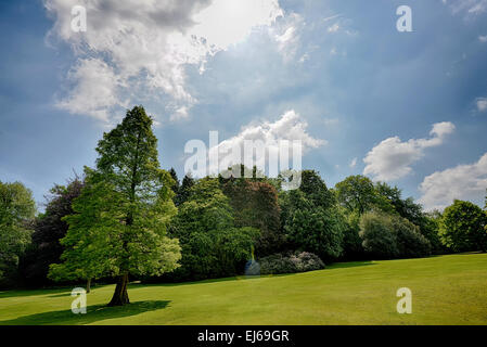 Seul arbre dans une prairie ensoleillée Banque D'Images