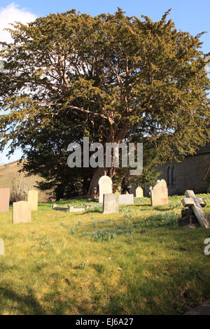 Discoed Powys Le cimetière au St Michael's Church contient une ancienne Yew Tree pensé pour être aussi vieux que 5 000 ans Banque D'Images