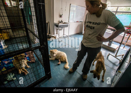 Louise Hastie chef de la clinique de Nowzad Conrad Lewis joue avec les chiens handicapés, Kaboul, Afghanistan Banque D'Images