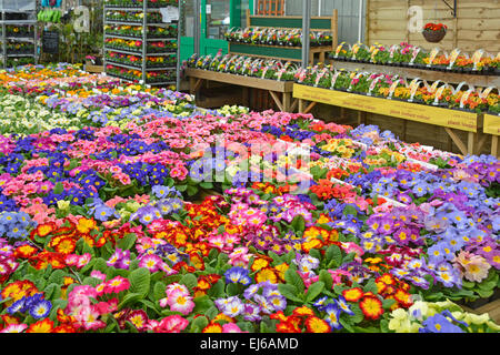 Centre de jardin affichage de primevères en fleurs en pots et de plus en plus prêt à sortir de l'usine Essex England UK Banque D'Images