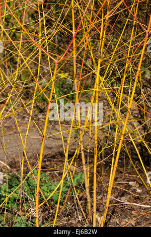 Tiges d'hiver jaune et rouge de l'arbuste à feuilles caduques, Cornus sanguinea 'Midwinter Fire' Banque D'Images