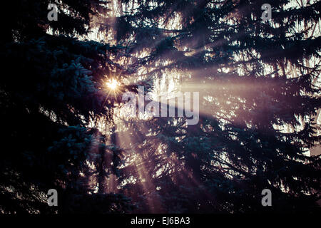 Beaux rayons dans une forêt de pins, la Pologne. Banque D'Images