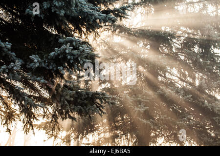 Beaux rayons dans une forêt de pins, la Pologne. Banque D'Images